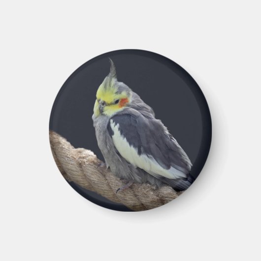 Knuffel Koketiel Magneet (Voorkant)