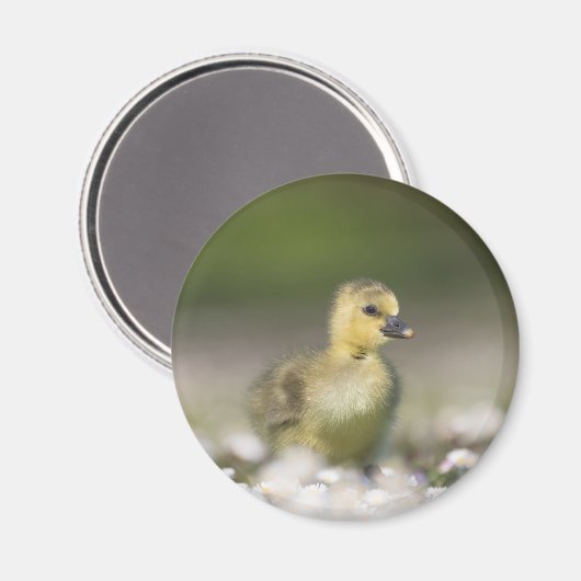 Knuffel Kuiken Natuur Foto Magneet (Voorkant / Achterkant)