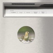 Knuffel Kuiken Natuur Foto Magneet (Insitu (Vaatwasser))