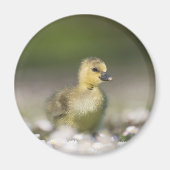 Knuffel Kuiken Natuur Foto Magneet (Voorkant)