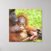 Knuffel van de gekoesterde orang-oetan moeder canvas afdruk (Voorkant)