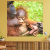 Knuffel van de gekoesterde orang-oetan moeder canvas afdruk (Insitu (Woonkamer))