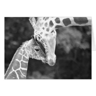 Knuffel voor moeder en Baby Giraffe.
