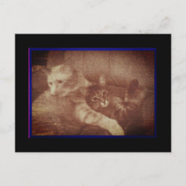 Knuffelen Katten Briefkaart
