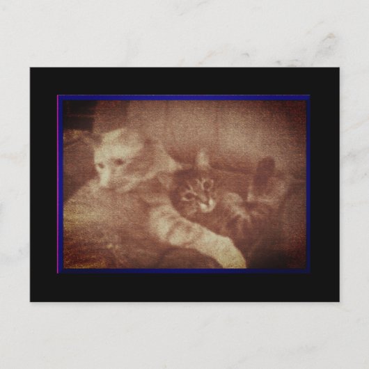 Knuffelen Katten Briefkaart (Voorkant)