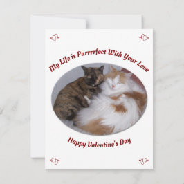 Knuffelen Katten Purfect Life Happy Valentines Day Feestdagenkaart