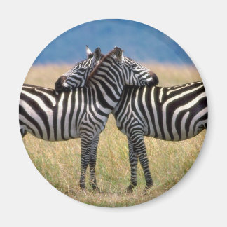 Knuffelen Zebra's Magnet