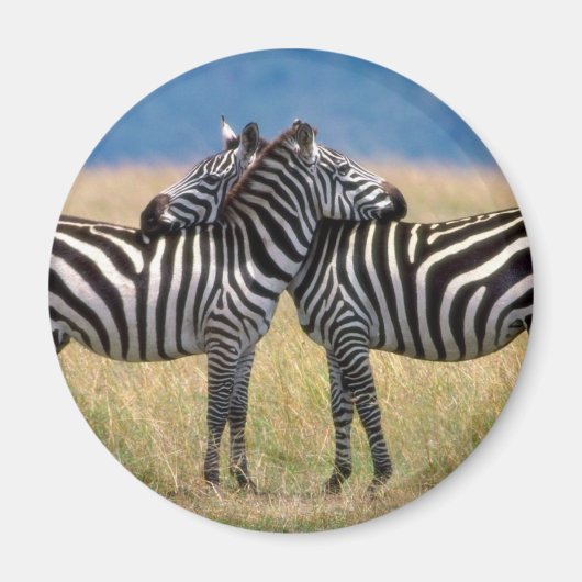 Knuffelen Zebra's Magnet (Voorkant)