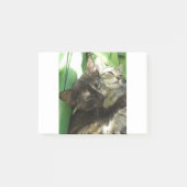 Knuffelende jonge katjes post-it® notes (Voorkant)