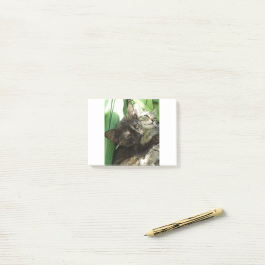 Knuffelende jonge katjes post-it® notes (Op bureau)