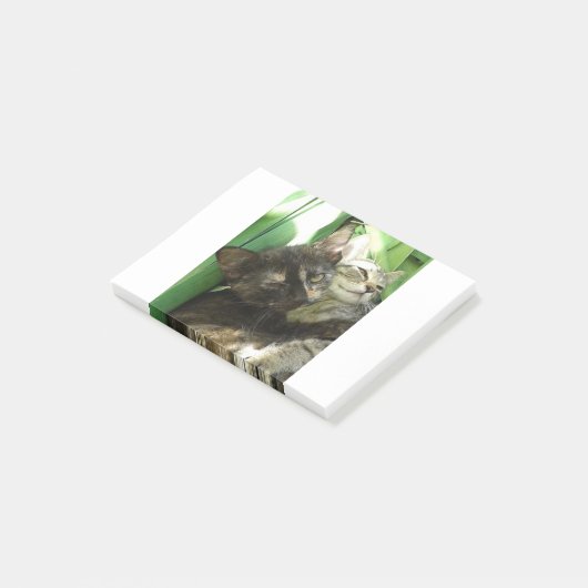 Knuffelende jonge katjes post-it® notes (Schuin)