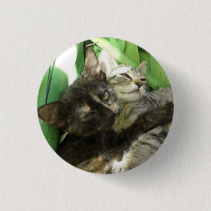 Knuffelende jonge katjes ronde button 3,2 cm