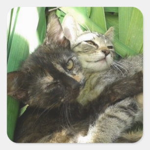 Knuffelende jonge katjes vierkante sticker