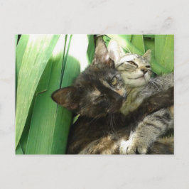 Knuffelende schattige katjes ansichtkaart briefkaart