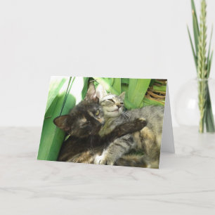 Knuffelende schattige katjes valentijnskaart aankondiging