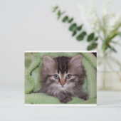 Knuffelgrijze kitten op groene deken ansichtkaart briefkaart (Staand voorkant)