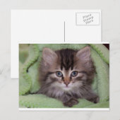 Knuffelgrijze kitten op groene deken ansichtkaart briefkaart (Voorkant / Achterkant)