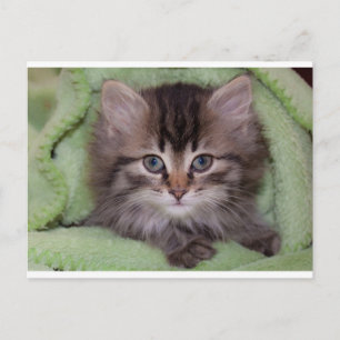Knuffelgrijze kitten op groene deken ansichtkaart briefkaart
