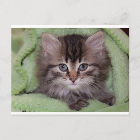 Knuffelgrijze kitten op groene deken ansichtkaart briefkaart (Voorkant)