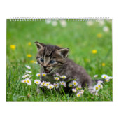 Knuffelig schattig katje huisdier Kitty Cats Felin Kalender (Hoes)