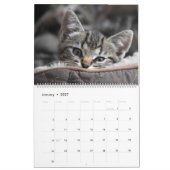 Knuffelig schattig katje huisdier Kitty Cats Felin Kalender (Jan 2027)