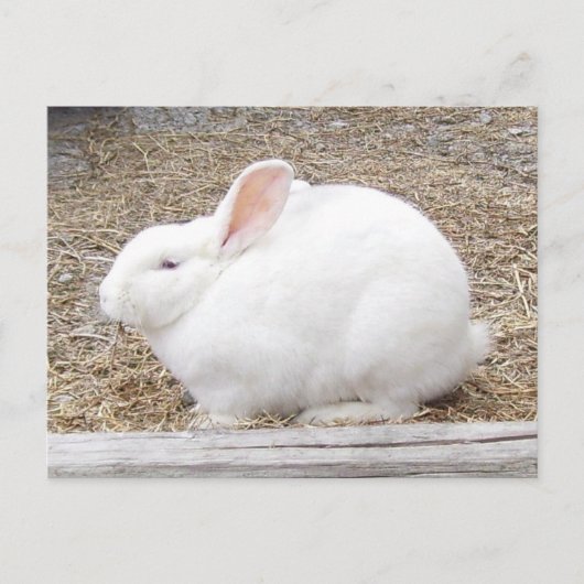 Knuffelig wit konijn briefkaart (Voorkant)