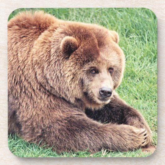 Knuffelige bruine beer foto bier onderzetter (Voorkant)