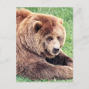 Knuffelige bruine beer foto briefkaart