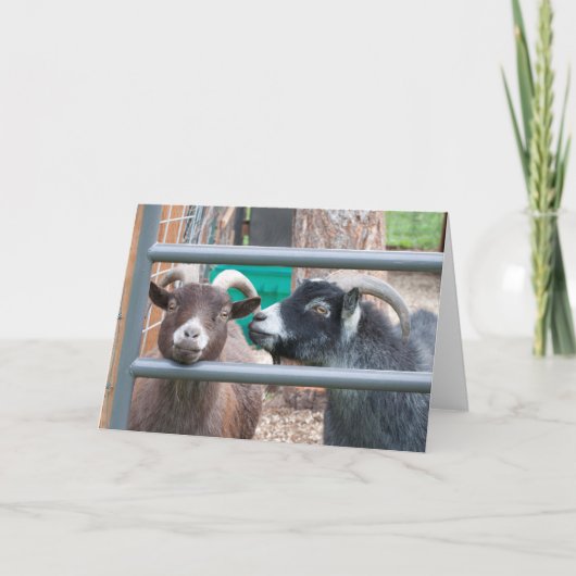 Knuffelige geiten! kaart (Voorkant)