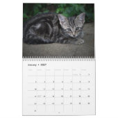 Knuffelkittenkalender voor 2026 kalender (Jan 2027)