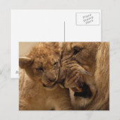 Knuffelleeuwen Briefkaart (Voorkant / Achterkant)