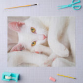 knuffelpapier voor kat tissuepapier (Craft)