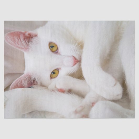 knuffelpapier voor kat tissuepapier (Voorkant)