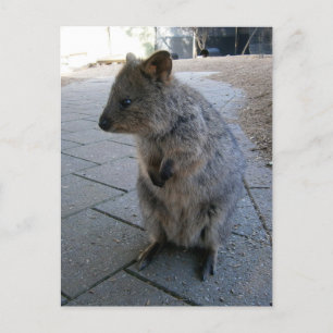 "Knuffels in Australië: Een Knuffelige Grijze Quok Briefkaart