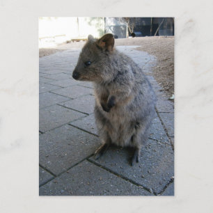 "Knuffels in Australië: Een Knuffelige Grijze Quok Briefkaart
