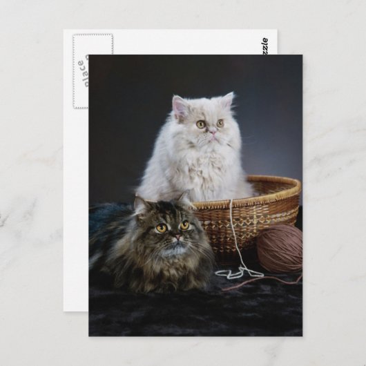 knuppel grappige verjaardag Perzische kat Briefkaart (Voorkant / Achterkant)