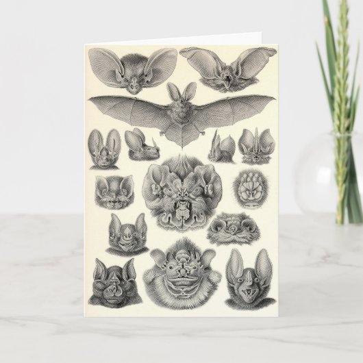 Knuppels Ernst Haeckel - Chiroptera Kaart (Voorkant)
