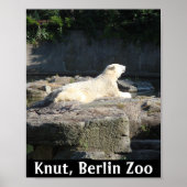 Knut het Polaire Beer van de Berlijnse dierentuin Poster (Voorkant)