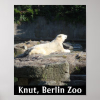 Knut het Polaire Beer van de Berlijnse dierentuin