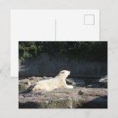 Knut het Polaire Beer van de Berlijnse Zoo Jigzaag Briefkaart (Voorkant / Achterkant)