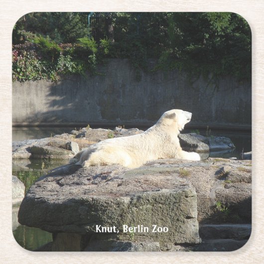 Knut, Polar Beer Berlin Zoo Kartonnen Onderzetters (Voorkant)