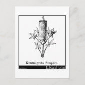 Knutmigrata-vereenvoudiging. Briefkaart (Voorkant)