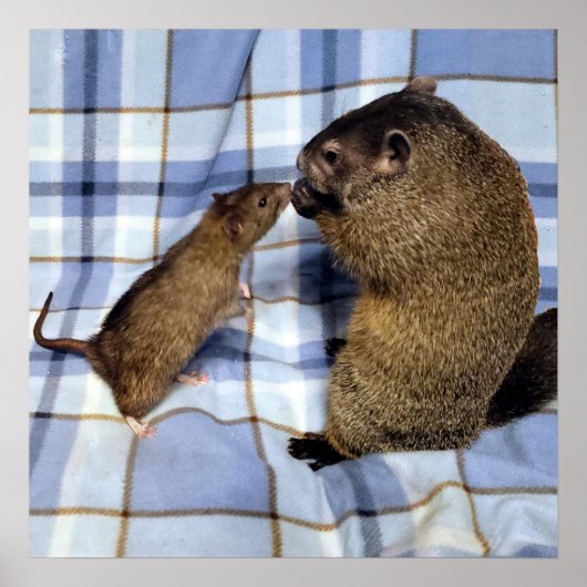 Koa en Caleb-Poster Poster (Voorkant)