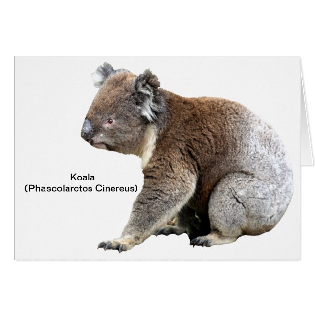 Koala (Voorkant Horizontaal)