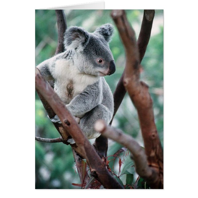 KOALA (Voorkant)