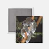 koala1 magneet (Voorkant / Achterkant)