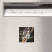 koala1 magneet (Insitu (Vaatwasser))