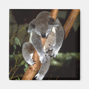 koala1 magneet
