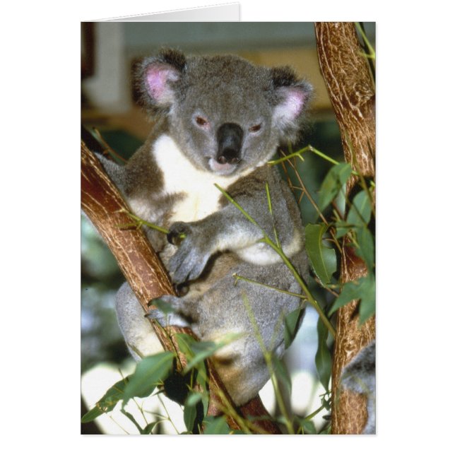 koala2 (Voorkant)
