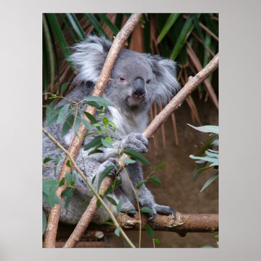 Koala 14 poster (Voorkant)